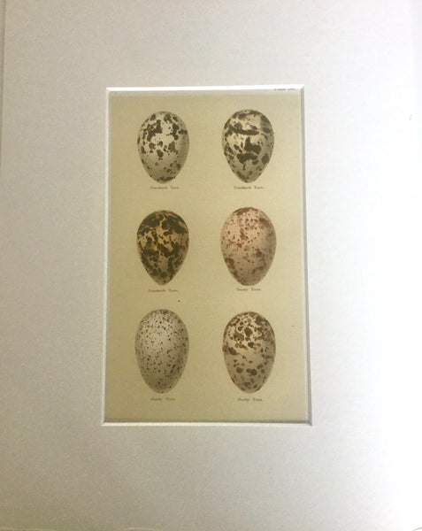 Set of 4 1800s Engraving of Eggs