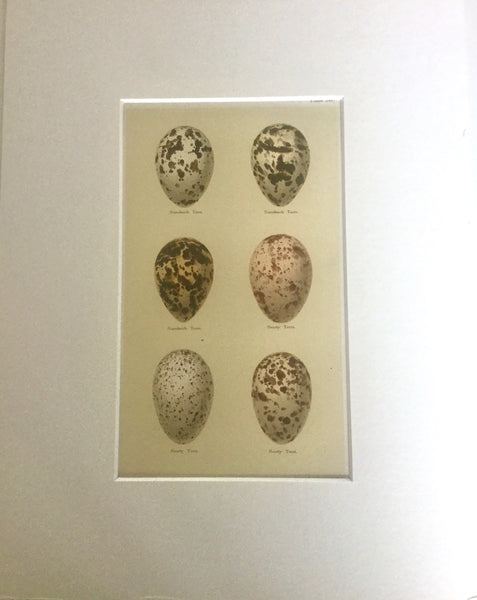 Set of 4 1800s Engraving of Eggs