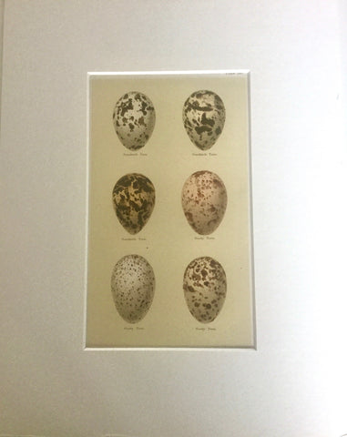 Set of 4 1800s Engraving of Eggs Set of 4 1800s Engraving of Eggs