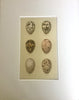 Set of 4 1800s Engraving of Eggs