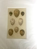 Set of 4 1800s Engraving of Eggs