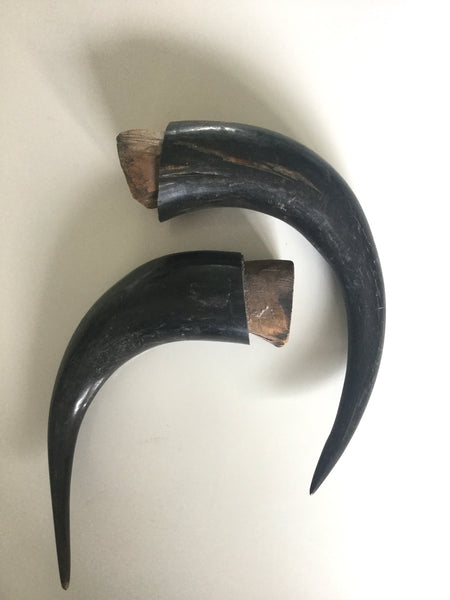 Pair of Stag horns with wooden cork