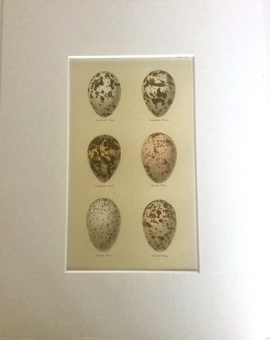 Set of 4 1800s Engraving of Eggs
